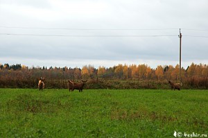Козы в поле