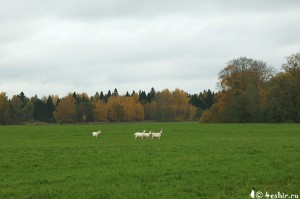 Три козы