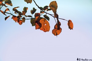 Листья березы