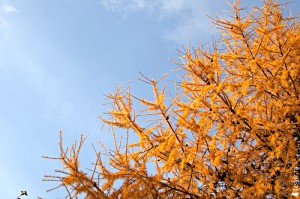 Золотая лиственница