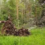 Поваленное дерево в лесу
