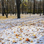 Осенне-зимняя