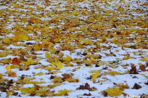Листья на снегу
