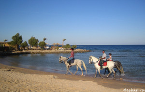 Лошади на пляже