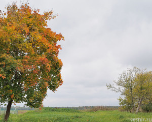 Осенний клен
