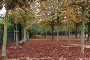 Осенний ковер из листьев