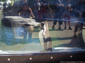 Смешной пингвин