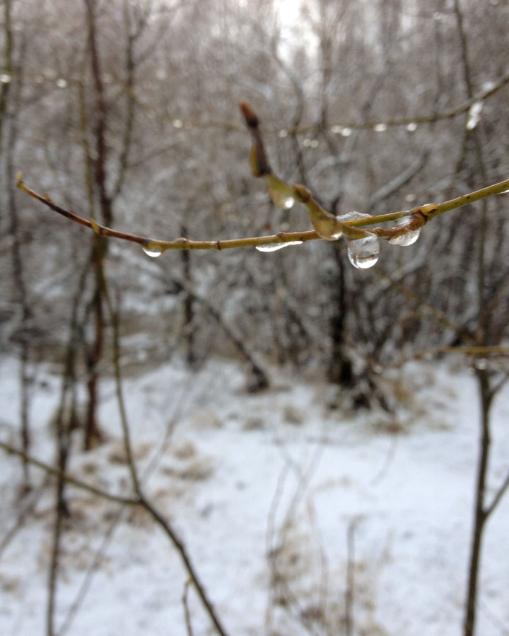 Первый снежный день в Петербурге и сова в Сосновке | Чеширские заметки