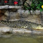 Романтичный крокодил