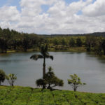 Озеро на чайной плантации