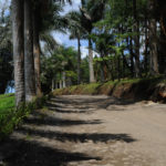 Дорога среди пальм
