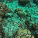 Кораллы и рыбы Индийского океана