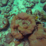 Кораллы и рыбы Индийского океана