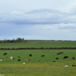 Коровы на полях Шотландии