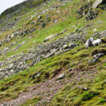 Овцы на склонах горы