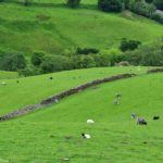 Овцы на пастбищах Англии