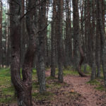 Сосновый лес на Куршской косе