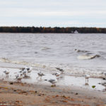 Чайки на берегу Финского залива
