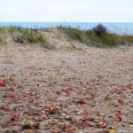 Осенние листья на пляже