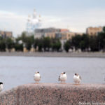 Чайки на набережной Петербурга
