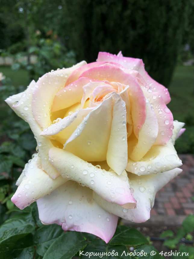 Роза после дождя